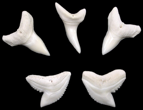 Sharks