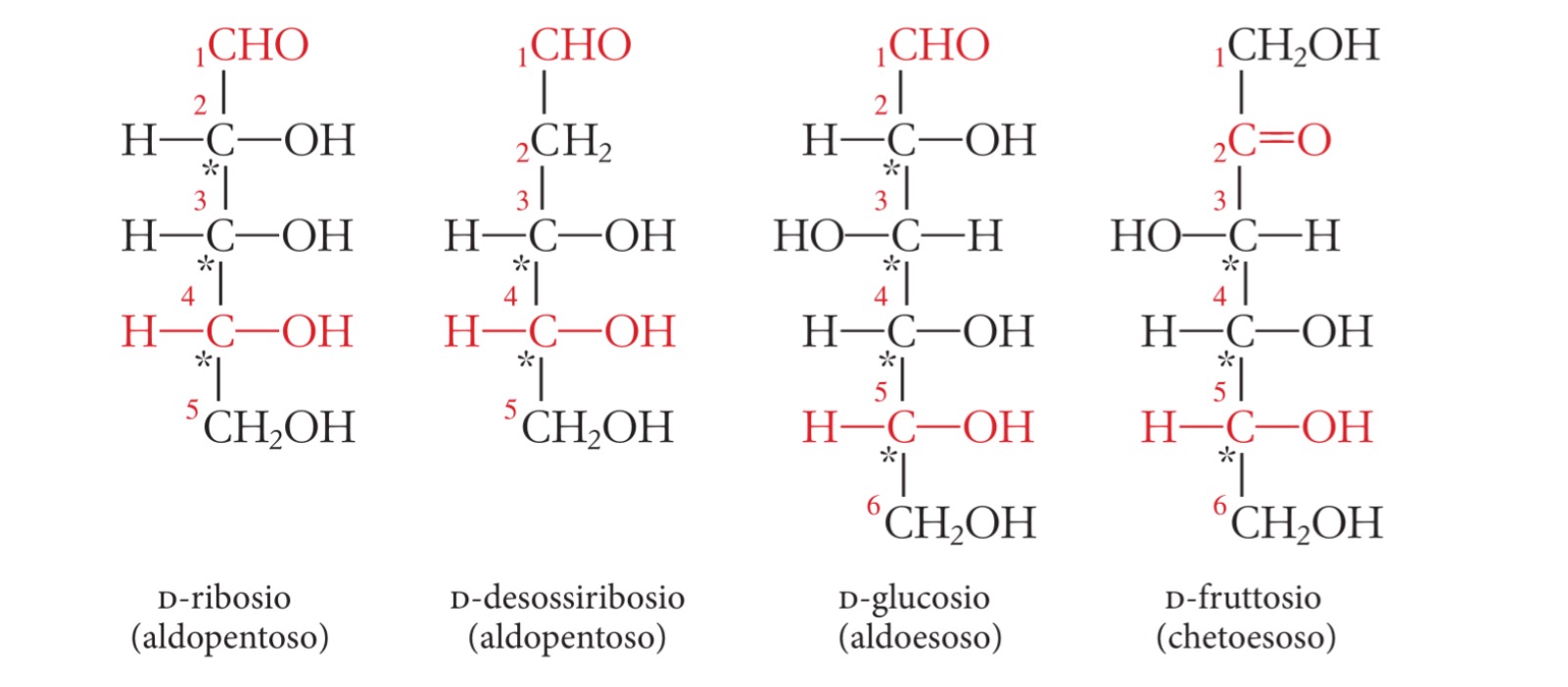 Il Ribosio è Un Aldoso O Chetoso SCIENZE