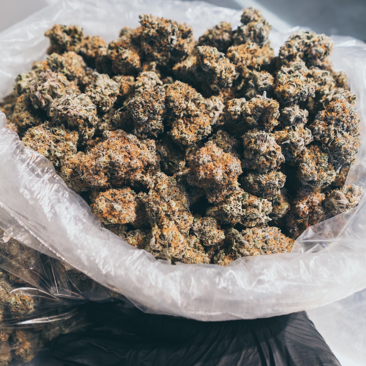 SinglePressed Flower Rosin