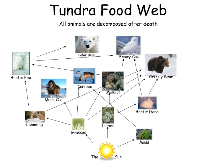 Arctic Tundra Biology Diagrams