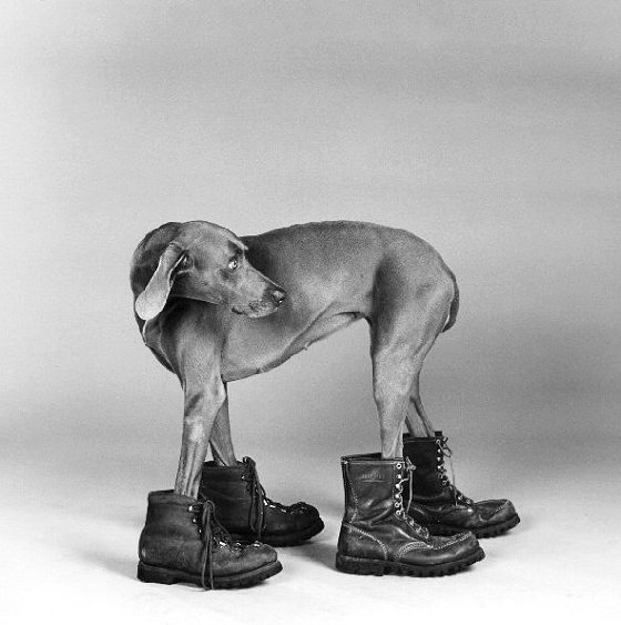dr martens for dogs