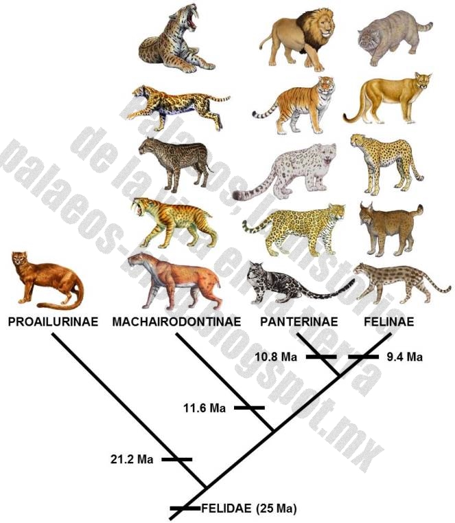 The Evolution of the Domestic Cat