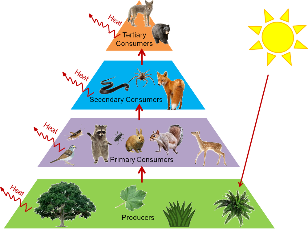 APES Chapter 3