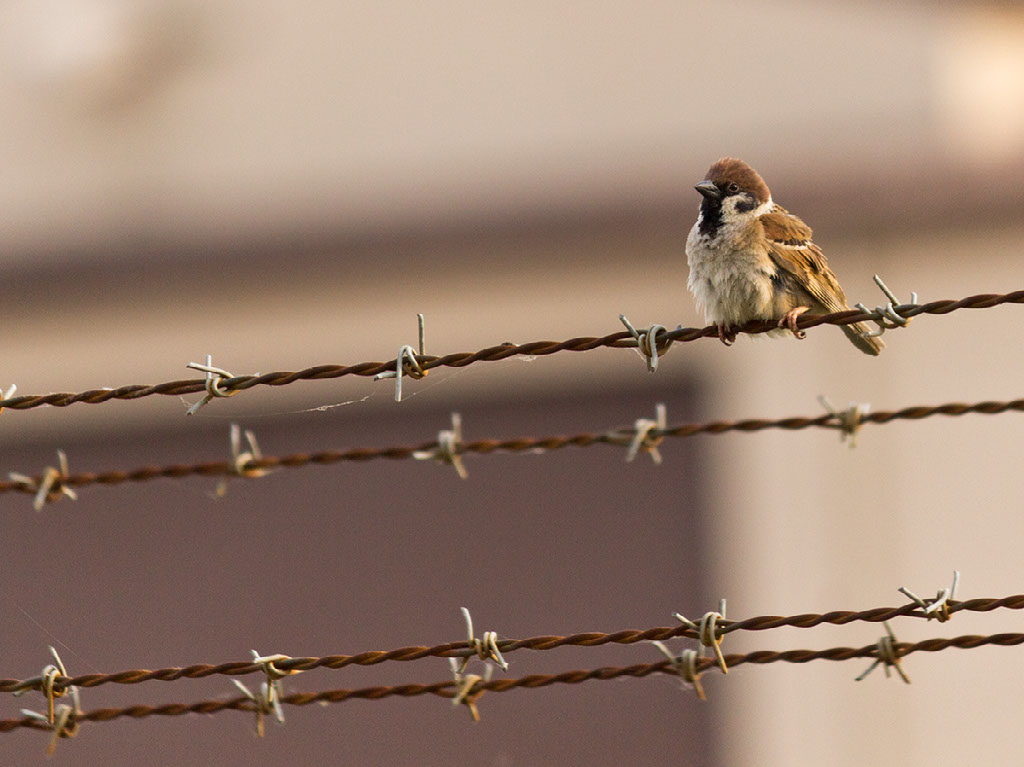 Invention of Barbed Wire