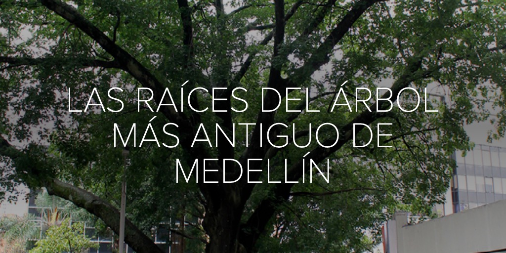 LAS RAÍCES DEL ÁRBOL MÁS ANTIGUO DE MEDELLÍN