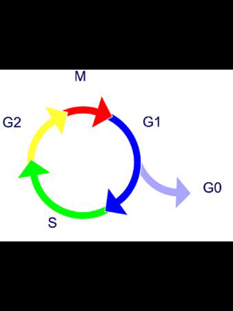 Il ciclo cellulare Il ciclo cellulare