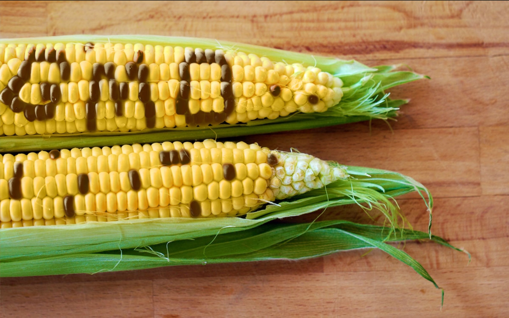 GMO Corn
