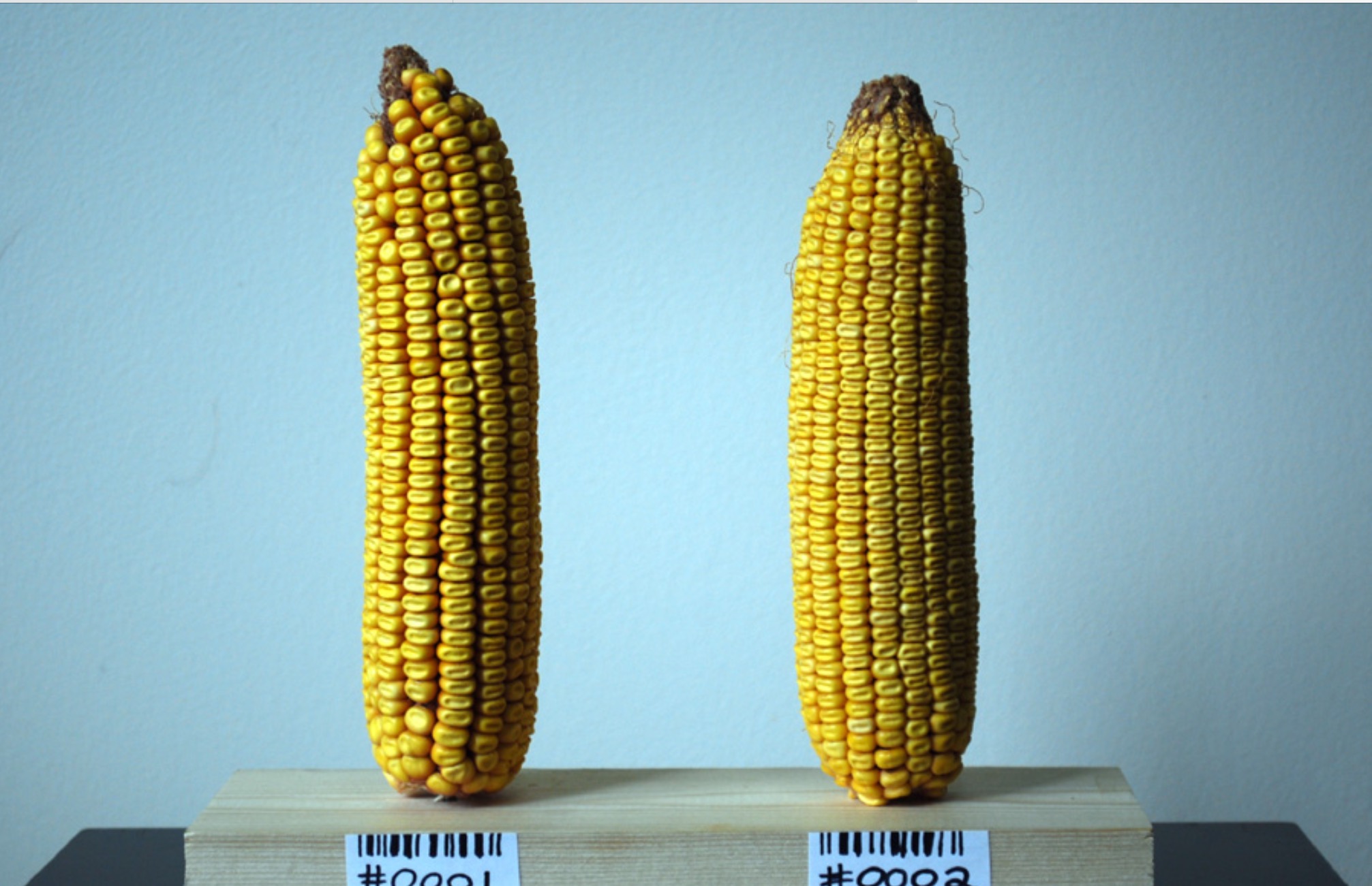 GMO Corn