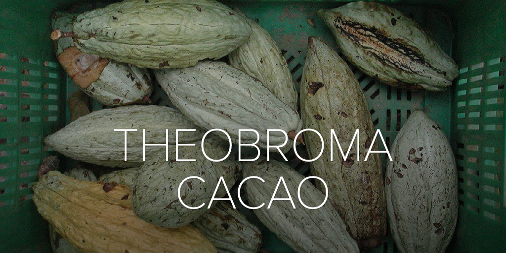 THEOBROMA CACAO