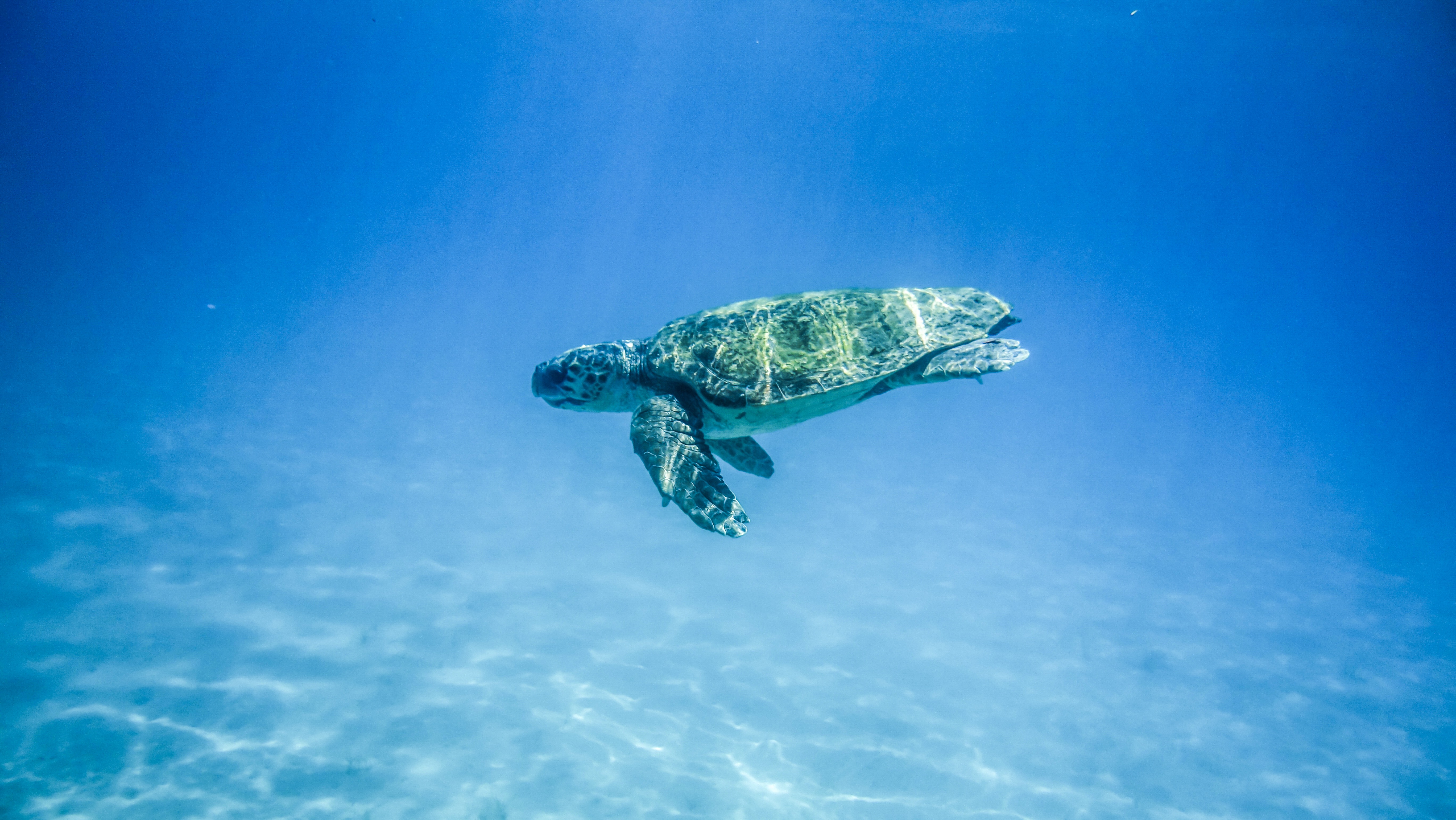 Green Sea Turtle population