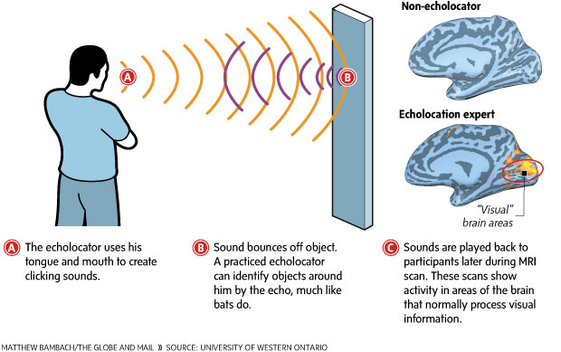 Echolocation