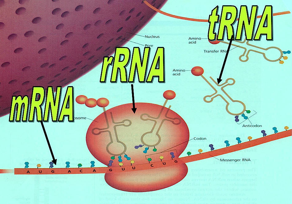 Protein Synthesis protein-synthesis