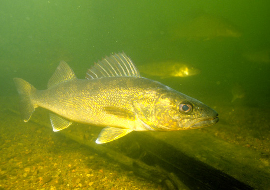 Eurasian Ruffe, the Invaders of the Lakes and Rivers
