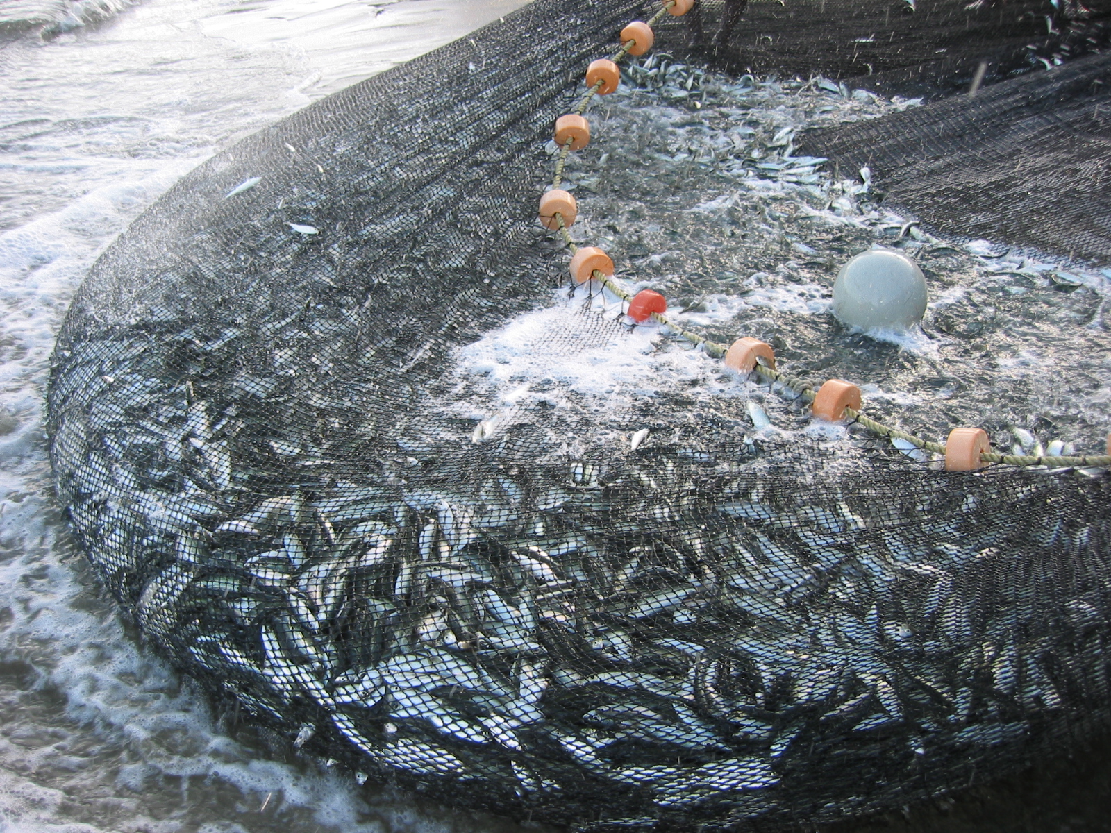 Overfishing