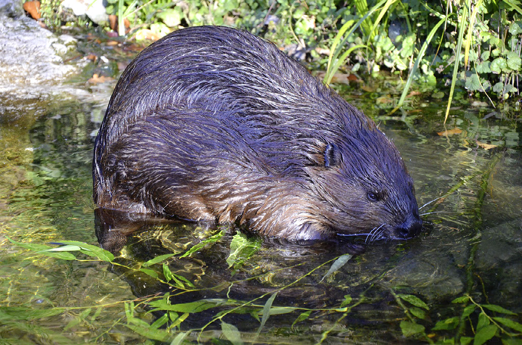 Michigan Threatens Beavers Over Dams?