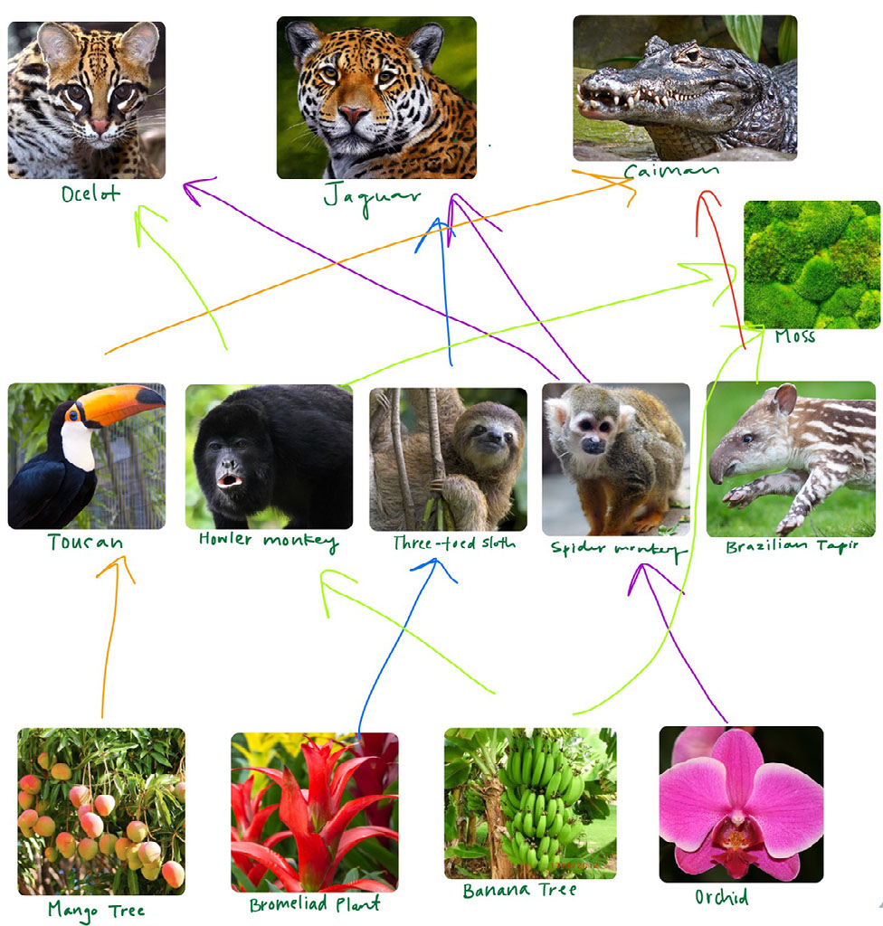 Ecosystem In Danger The Amazon Rainforest Ecosystem In Danger The Amazon Rainforest