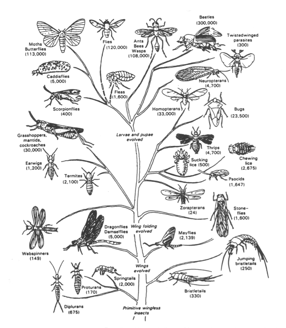Order of insects