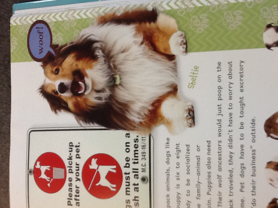 How Animals Became Pets