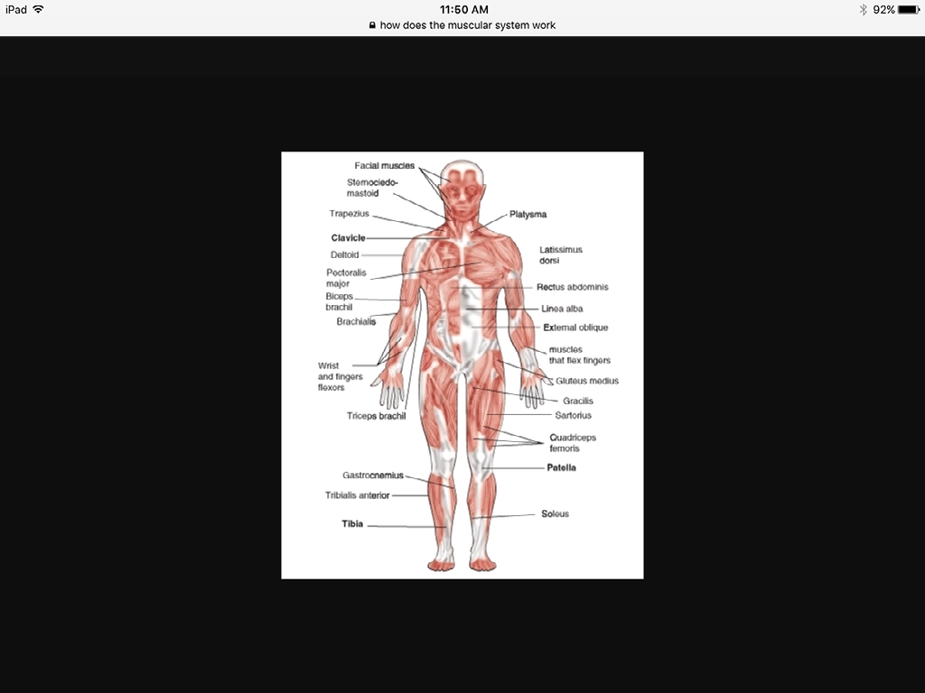 Musculatory System
