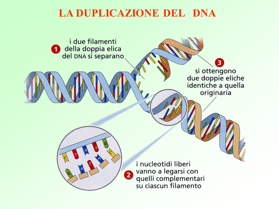 Il primer della vita