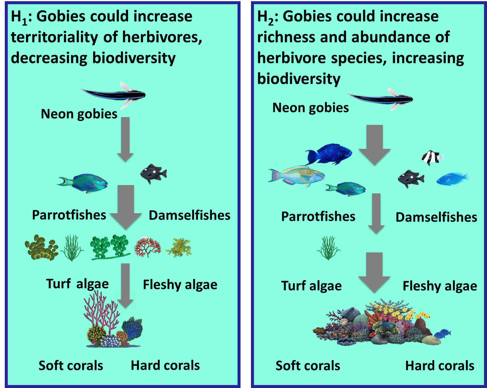 Clean Freaks Neon Gobies Facilitate Reef Herbivore Diversity