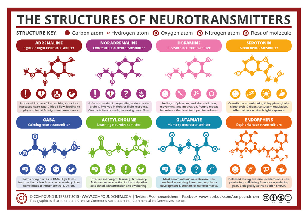 La Synth Se Du Glutamate