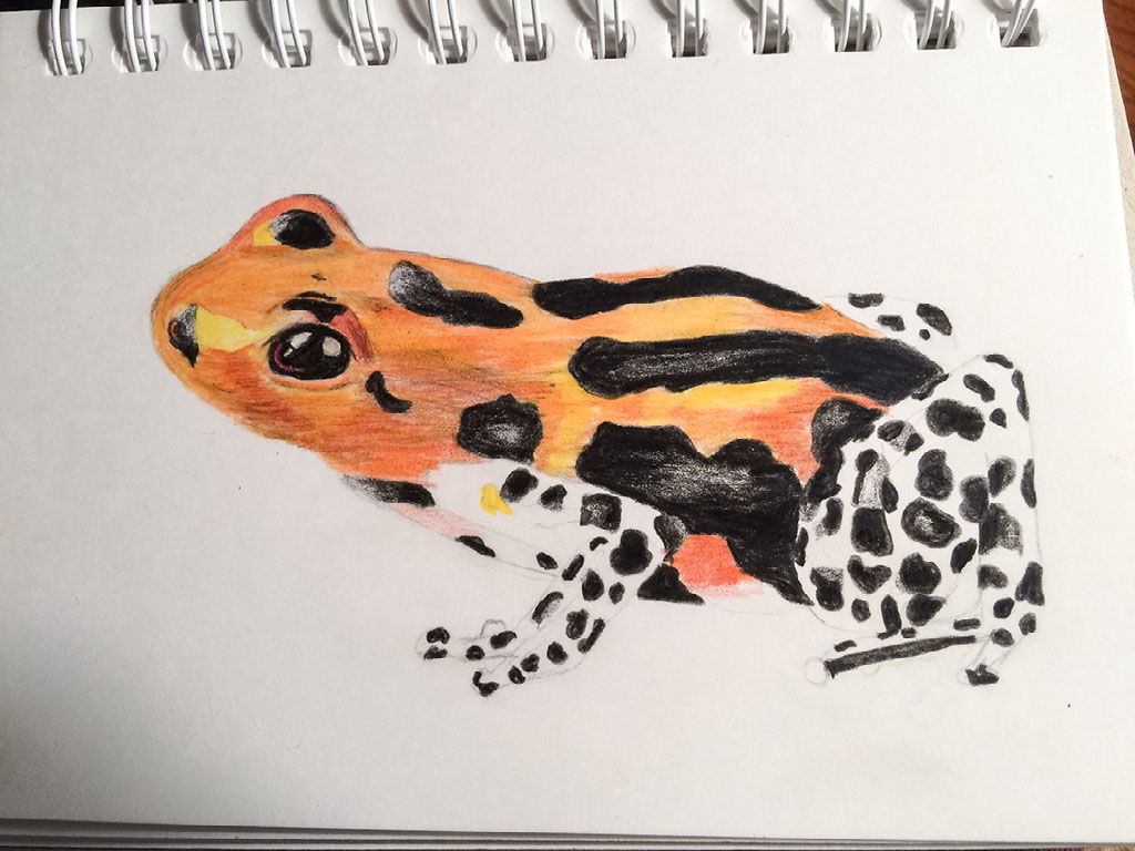 Poison Dart Frog