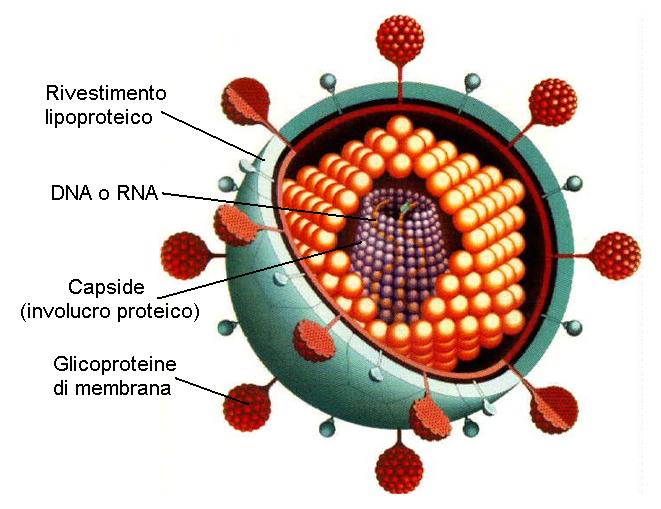 Virus
