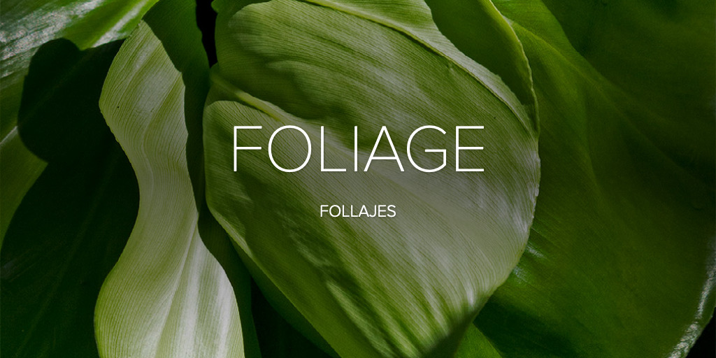 FOLIAGE