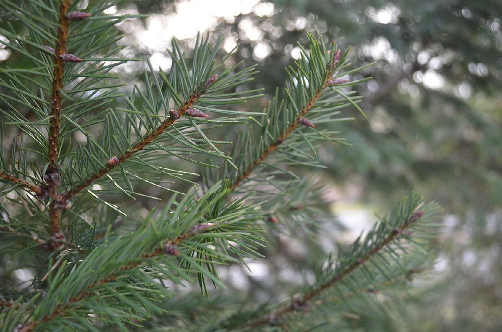 How Do Pine Trees Survive In The Winter how-do-pine-trees-survive-in-the-winter