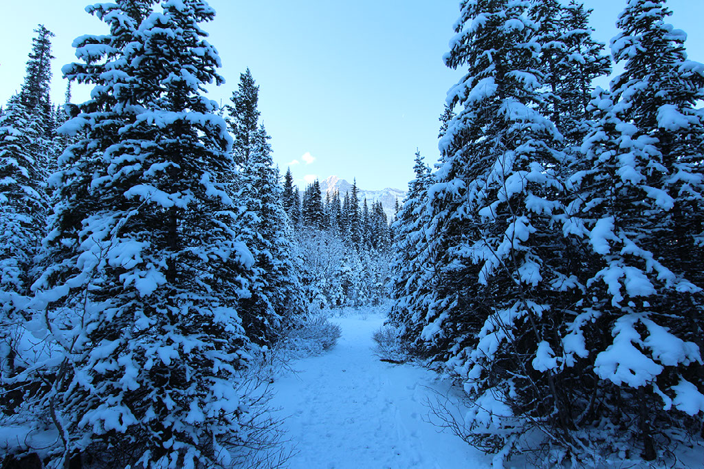 How Do Pine Trees Survive In The Winter how-do-pine-trees-survive-in-the-winter