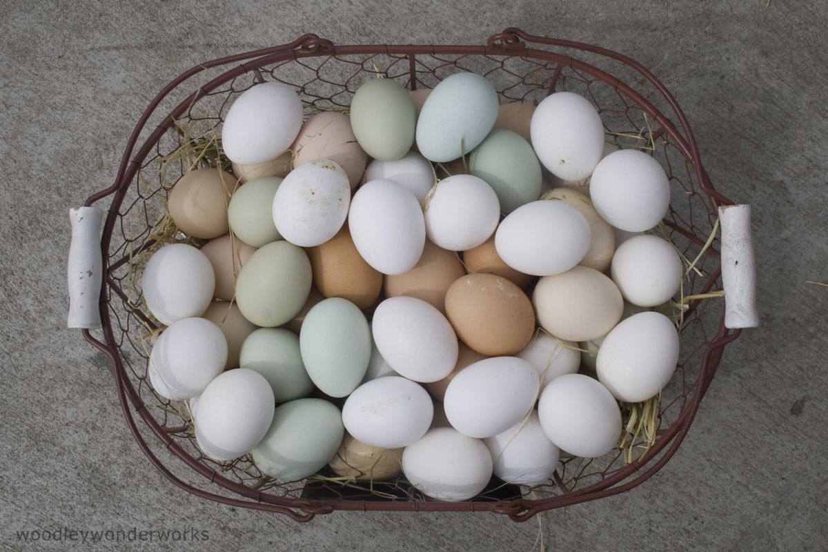 A Chickens Life Cycle