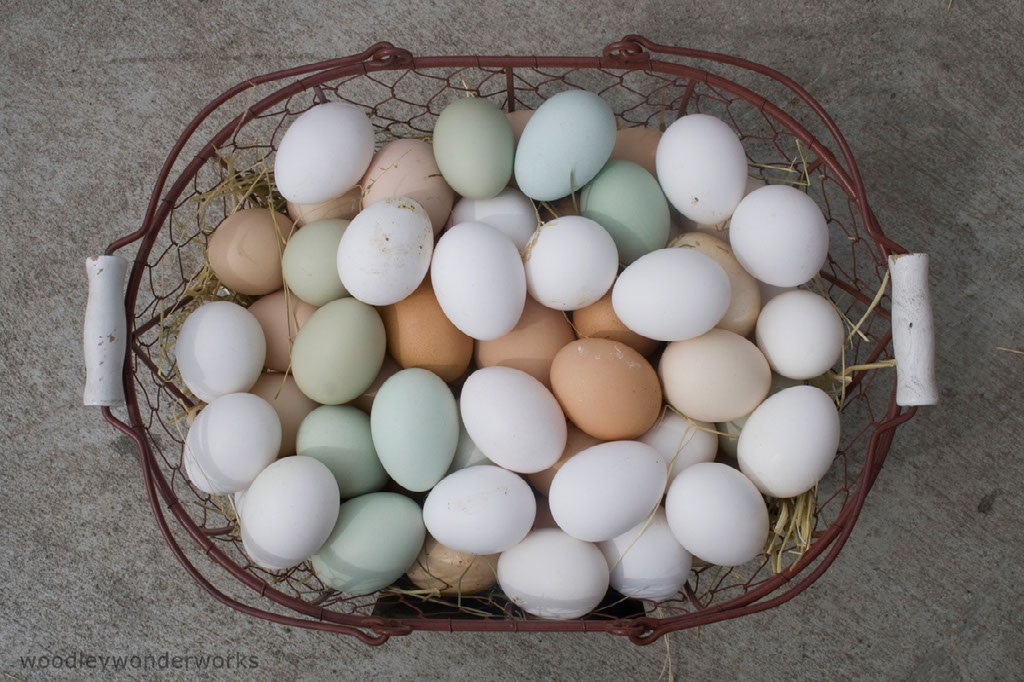 A Chickens Life Cycle
