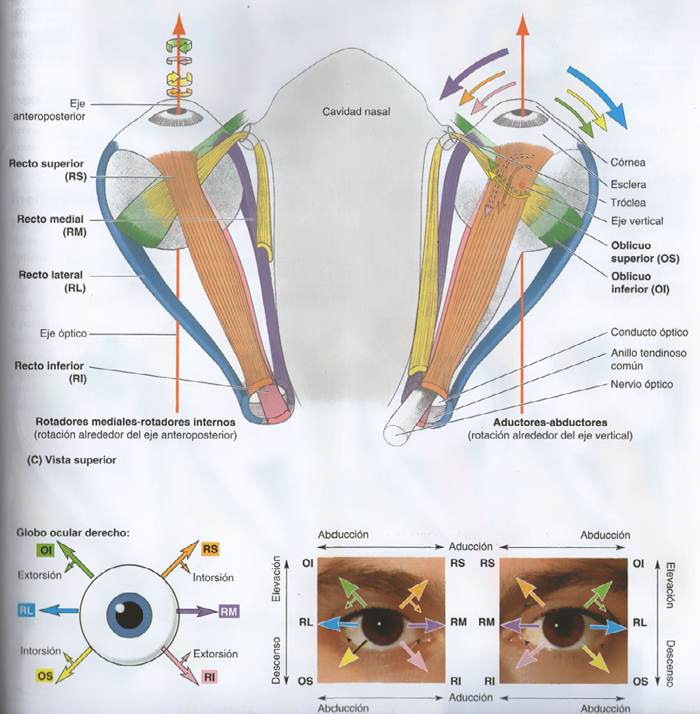 M sculos Extr nsecos Del Globo Ocular Vascularizaci n E Inervaci n De m-sculos-extr-nsecos-del-globo-ocular-vascularizaci-n-e-inervaci-n-de