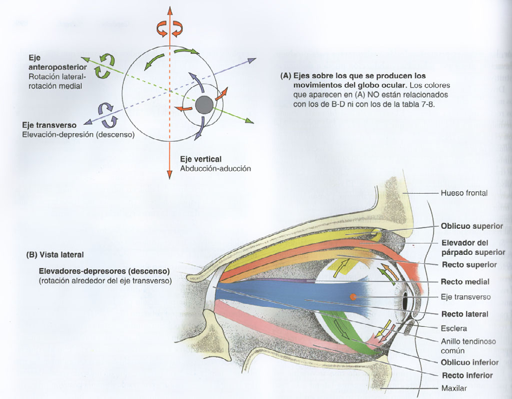 fiabilidad Teoría establecida Banco elevador del parpado superior