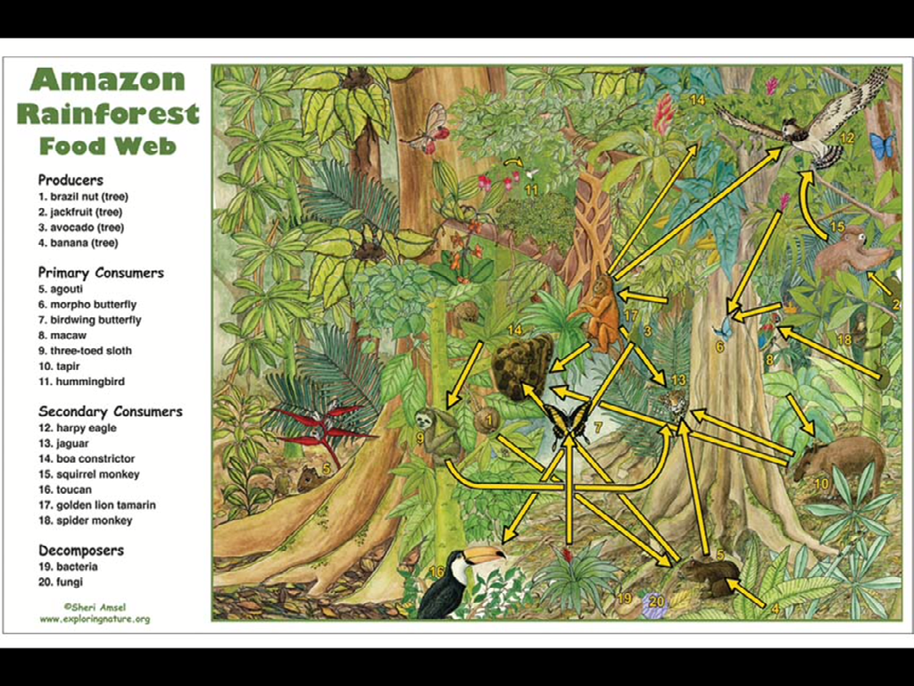 Amazon Rainforest Biology Diagrams