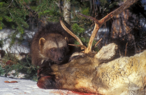 Wolverine