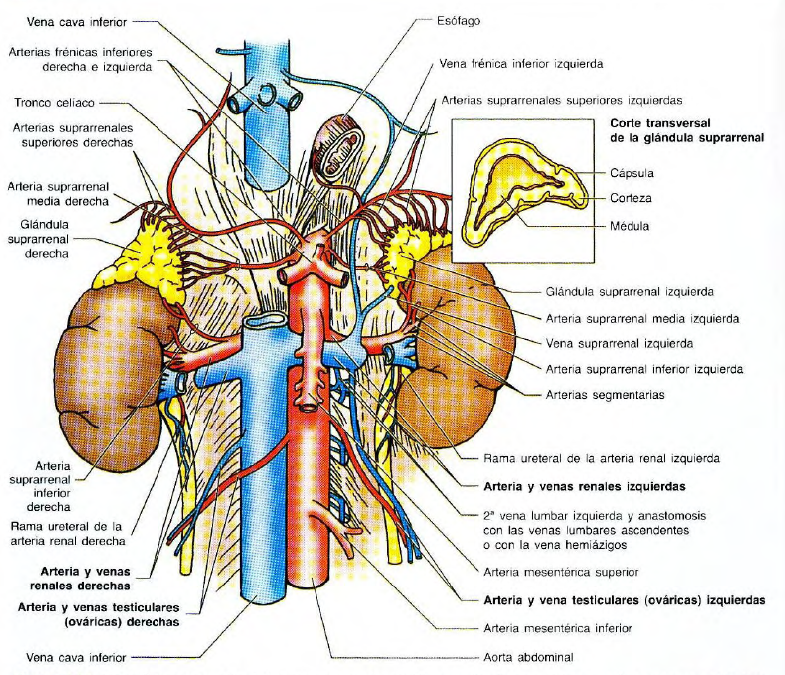 Vasos y nervios de los riñones y los uréteres