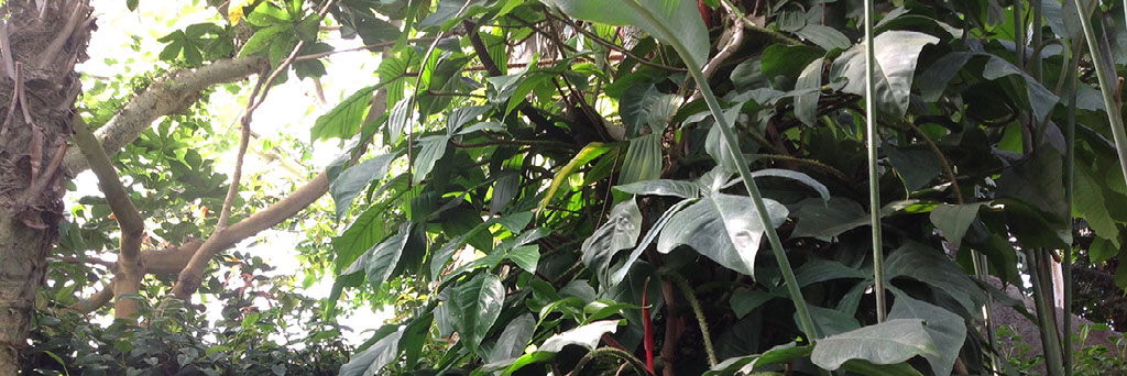 Botanical Garden Trip