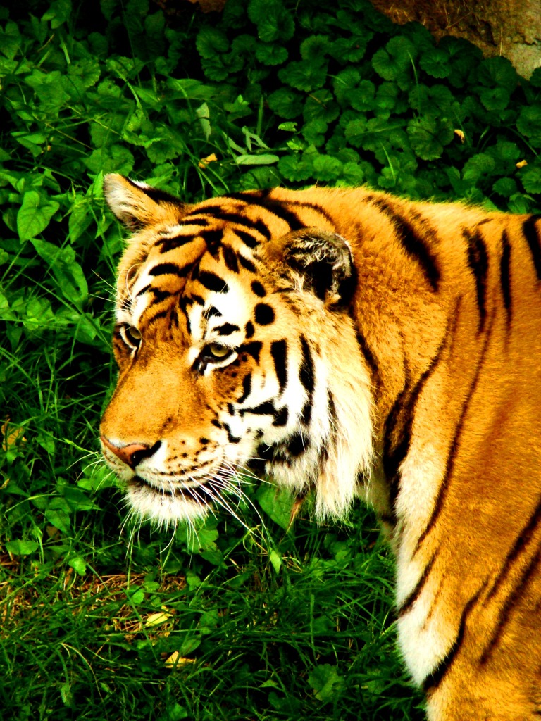 Bengal tiger Endangered