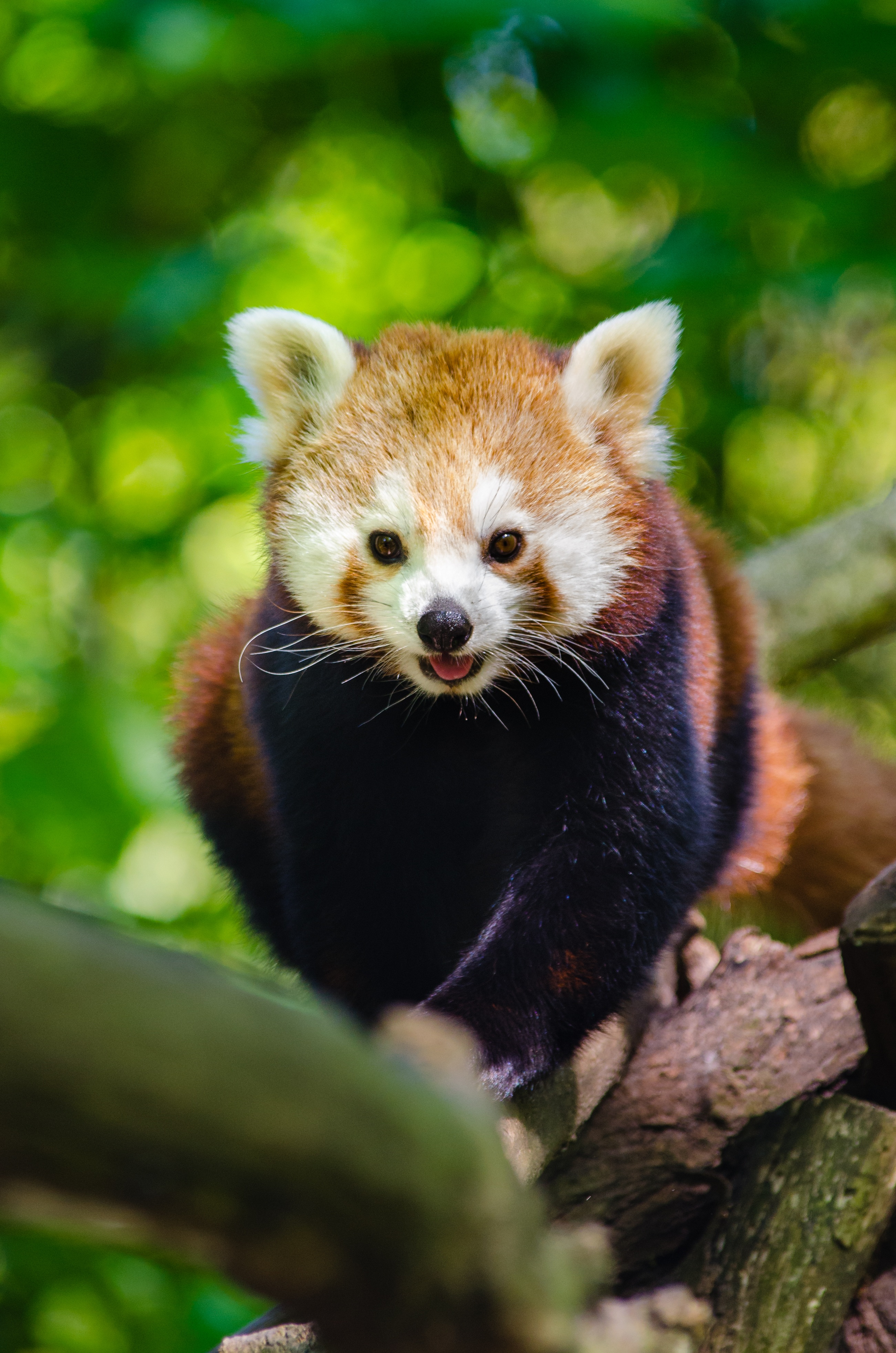 red-panda-population