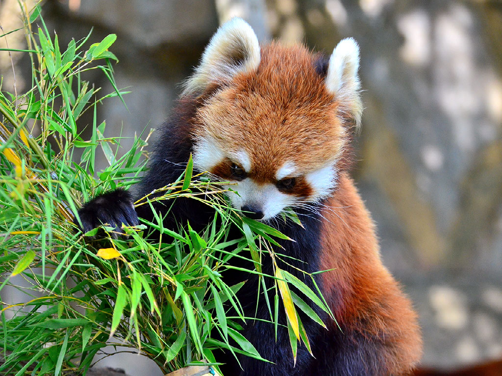 Red Panda Population