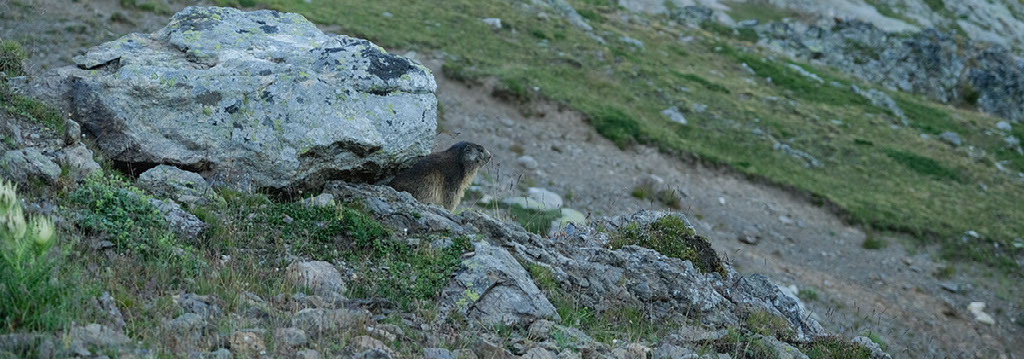 tete de la muraillette