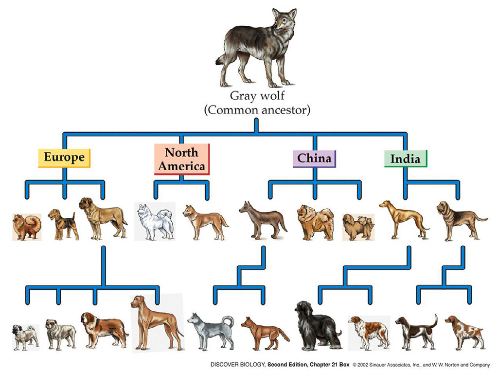 Selective Breeding