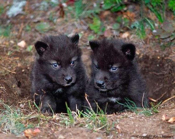 Black Wolves endangered
